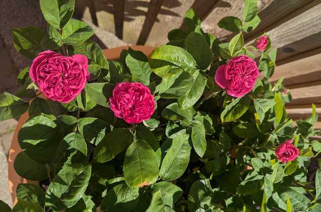Potted roses as a garden design idea